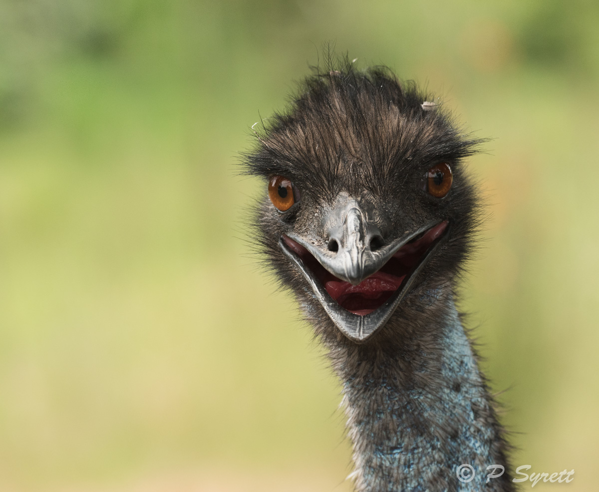 emu